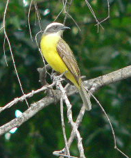 Tropical Kingbird